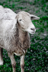 Fototapeta premium Brown sheep standing on grass in a pasture