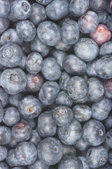 A close-up, top-down shot showcases a generous pile of dark blue, freshly picked blueberries