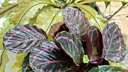 Tropical Calathea Roseopicta Foliage with Colorful Veins and Leaf Motifs Botanical Garden Plant...