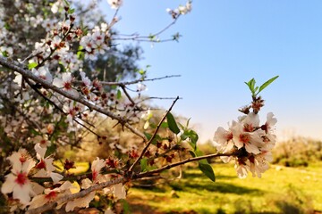 cherry blossom in spring