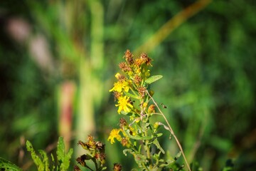 dragonfly on a yellow leaf