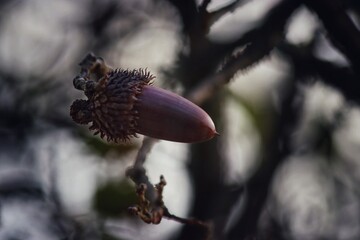 acorn on tree branch
