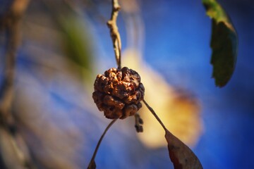 pine cones on a tree
