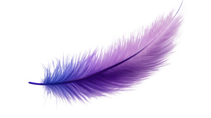 Soft delicate purple feather with fine texture and gentle curves isolated on white background