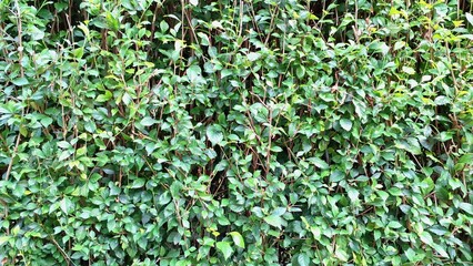 Explore the vibrant green Acalypha Siamensis hedge detail (no people) in a close-up, revealing a...