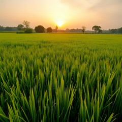 rice field at sunset
