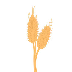 ears of wheat