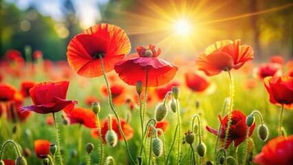 Vibrant red and cream poppies in a summer field with bright sunshine and green grass