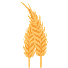 wheat ears isolated on white background