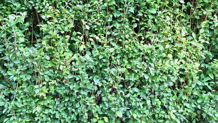 The lush green detail of an Acalypha Siamensis hedge (no people) offers a vibrant natural decorative background and can function as a beautiful living fence or wallpaper