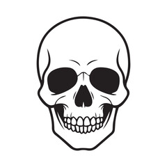 human skull isolated on white