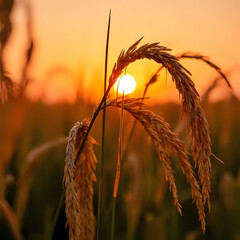 wheat field at sunset
