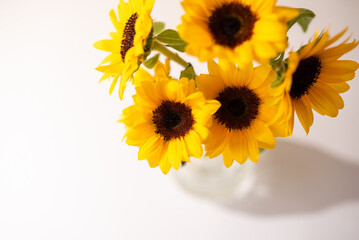 クリーンな白背景と鮮やかなヒマワリ
