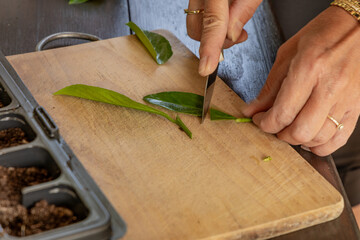 Transplanting cherry laurel bushes into small pots, rooting young cherry laurel plants,