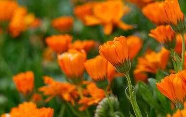 Detail and close-up of a field of orange flowers at sunset with a light faint and thin light