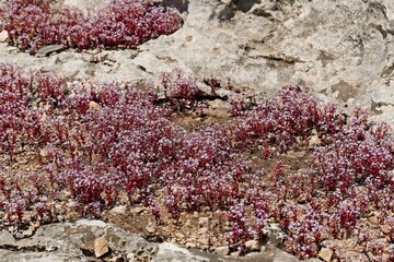 Azure Stonecrop (Sedum caeruleum) in the Necropolis of Pantalica. Sicily. Italy. Europe.