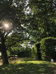 Sunlight filters through lush trees in a serene green landscape during a calm afternoon