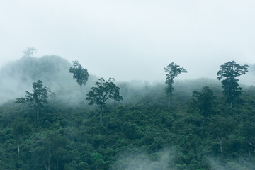 Trees on the forested slopes of karst hills in the eerie misty conditions