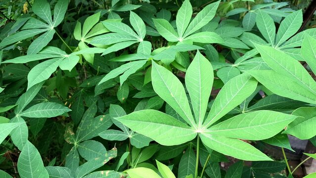 Lush Green Cassava Leaves (Manihot esculenta) Forming a Dense Tropical Foliage Background, Ideal for Natural Wallpapers and Botanical Illustrations.