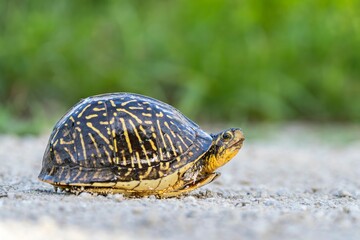 Box Turtle on Sandy Path