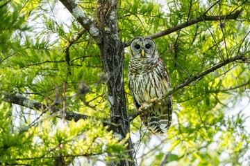 Barred Owl in Lush Greenery