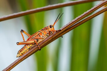 Vibrant orange grasshopper on a twig