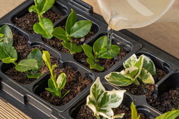 Plastic containers for molde seedlings plants, transplanting plants, plastic pots with soil,