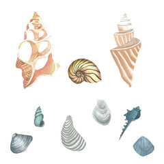 Mollusk shells, sea shells - set of watercolor illustrations isolated on white background