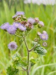 Billygoat Weed – Ageratum Conyzoides
Close-up of Billygoat Weed (Ageratum conyzoides) with soft purple flowers, ideal for botanical, herbal, and wild plant content