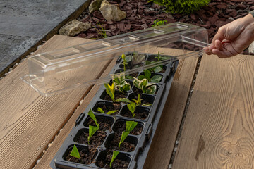 Plastic containers for molde seedlings plants, transplanting plants, plastic pots with soil,