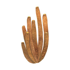 Yellow tube sponge - Aplysina fistularis, watercolor illustrations isolated on white background