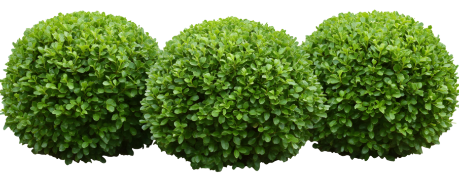 Perfectly trimmed boxwood orbs with vibrant green foliage against a black background