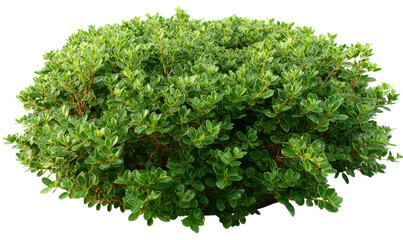 Obraz premium Lush Green Bush: A Vibrant Display of Nature's Beauty isolated on transparent background
