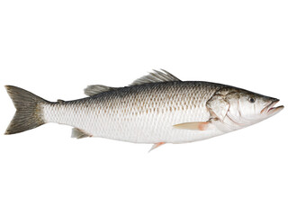 Fototapeta premium Barramundi - A mild, flaky fish, often grilled or pan-seared.