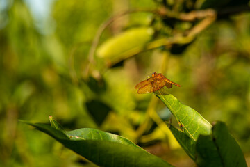 A bright red dragonfly rests on lush mango leaves, translucent wings