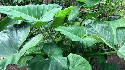 Tropical taro plant Colocasia esculenta with large green heart-shaped leaves used in farming herbal medicine and food production growing in lush tropical garden