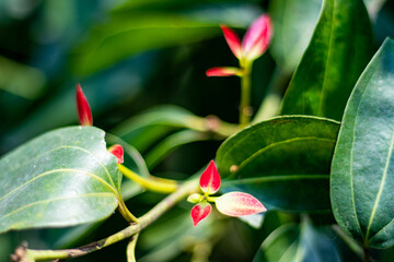 A dense mass of light green foliage with tiny clustered flowers