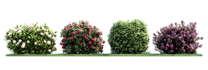 Variety of flowering shrubs in a row, showcasing diverse colors and textures against black