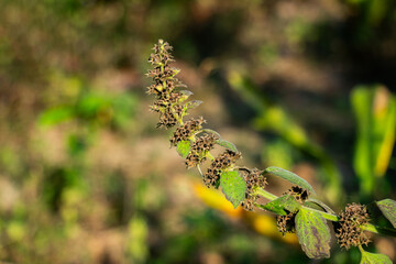 Ajuga pyramidalis, commonly known as Pyramidal Bugle or Pyramid Bugleweed