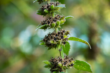 Pyramidal Bugle or Pyramid Bugleweed or known as Ajuga pyramidalis