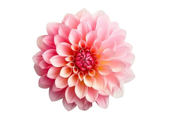 pink dahlia flower isolated on white or transparent png