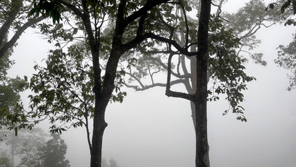 Mountain view and Trees in the fog at Kaeng Krachan National Park, Phetchaburi, Thailand