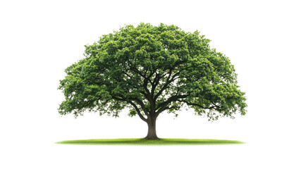 Obraz premium Majestic Oak Tree on a Lush Green Lawn - Isolated on Transparent Background