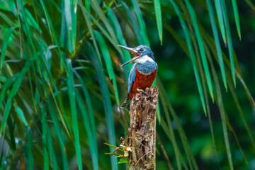 he Ringed Kingfisher (Megaceryle torquata) is a striking large kingfisher found across Central and South America. It is easily identifiable by its prominent rusty-red (rufous) underside.