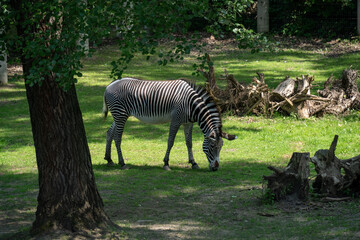 A relaxed zeebra in a park