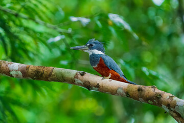 he Ringed Kingfisher (Megaceryle torquata) is a striking large kingfisher found across Central and South America. It is easily identifiable by its prominent rusty-red (rufous) underside.