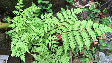 Sensitive Fern Onoclea Sensibilis Growing in Forest with Green Foliage, Summer Leaf Background Wallpaper