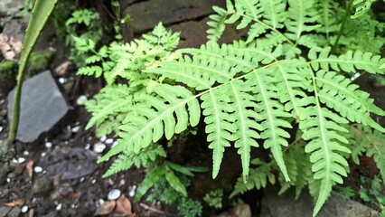 Wild Sensitive Fern Cluster in Woodland Trail, Onoclea Sensibilis Leaves Texture for Nature Design