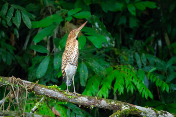 Rufescent Tiger Heron, likely a juvenile, perched on a moss-covered branch against a dense, blurred background of lush green foliage.