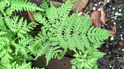 Green Fern Leaves Closeup in Natural Forest, Onoclea Sensibilis Wild Foliage Background in Summer